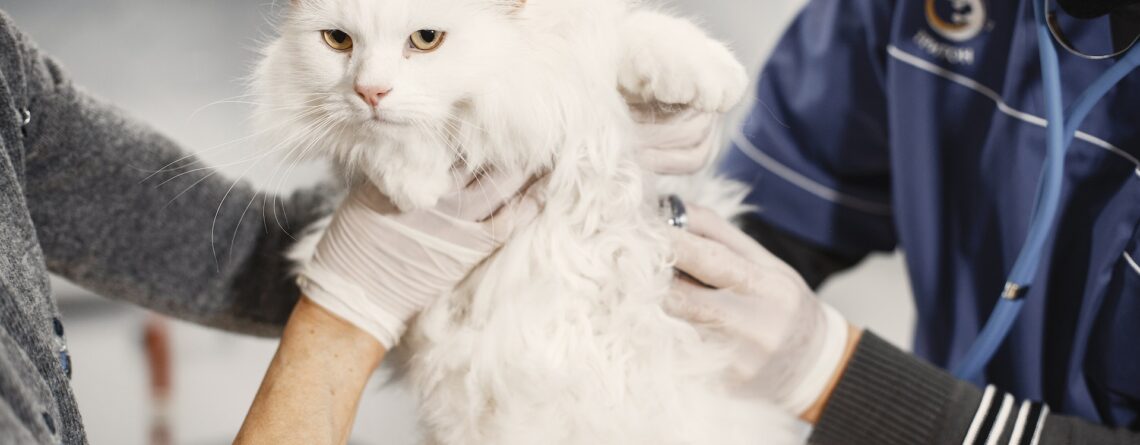 Common Health Problems in Cats and How to Prevent Them - PeppyTails