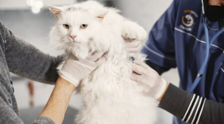 Common Health Problems in Cats and How to Prevent Them