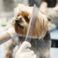 How to Groom Your Dog at Home: A Step-by-Step Guide