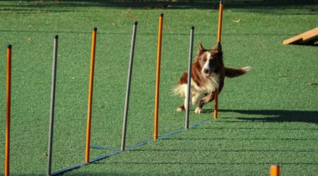 Training and Obedience Tips for Dogs
